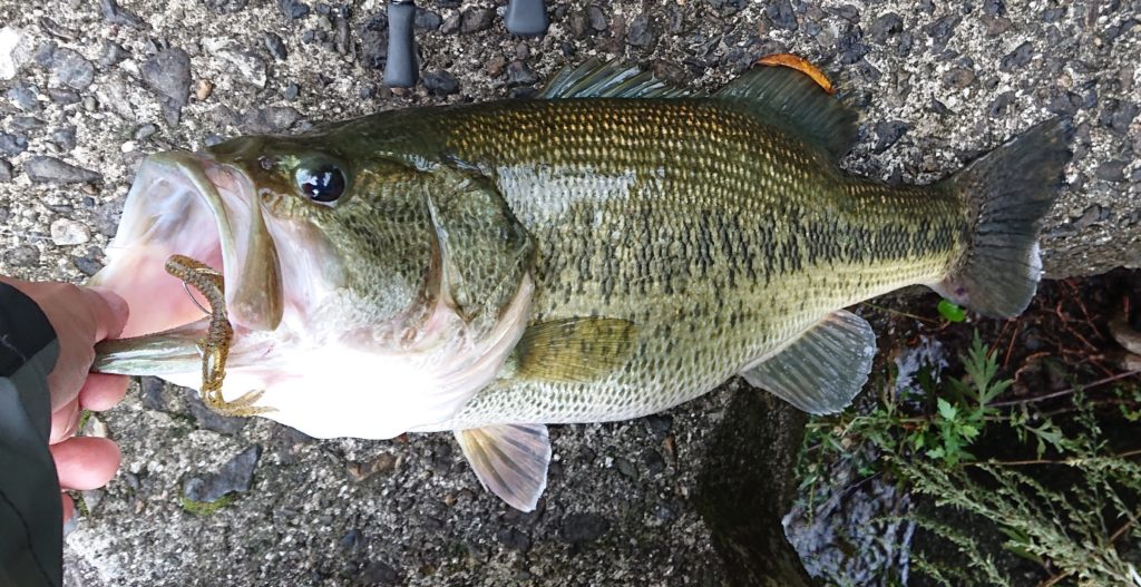 自己記録58㎝のBASS