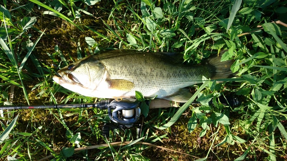 初心者でも使いやすいベイトリール