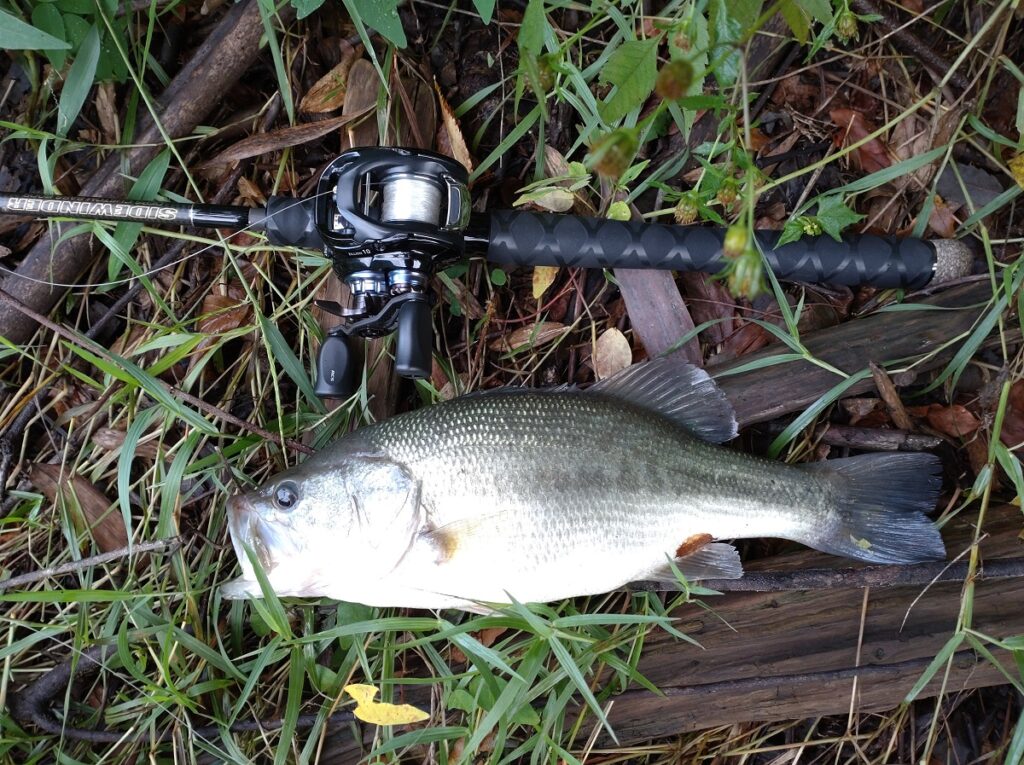 2022年9月25日の釣果