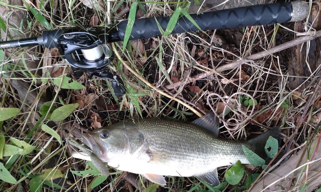 2022年10月9日に釣れたBASS