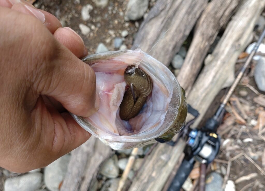 デプスカバースキャット