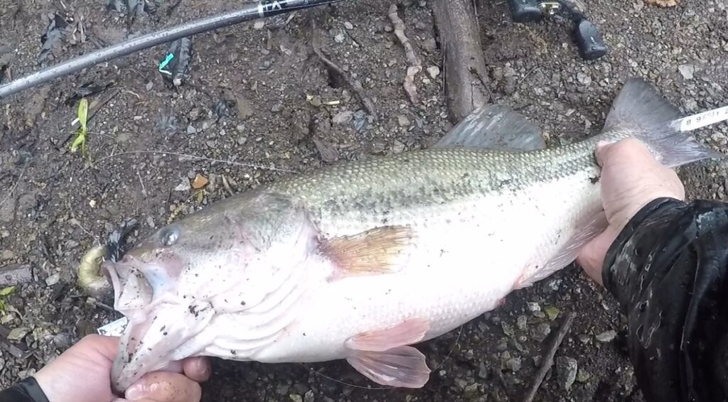 今年、6回ボウズをくらい、やっとゲットしたBIGBASSは、48㎝でした、
実は、ジリオン 701HFB・Kの入魂フィッシュ
お気に入りのジリオン 701HFB・Kでやっと釣れた、うれしい