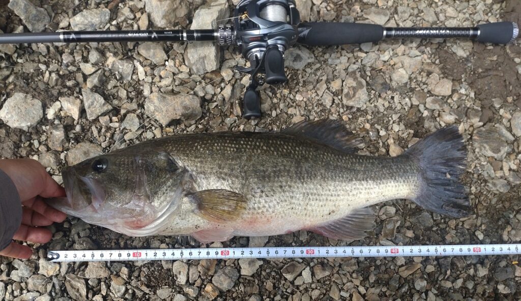 朝から頑張って、やっと釣れた今年最長のBASS
