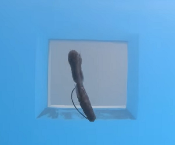 ワームは水の抵抗を受けながら、アクション