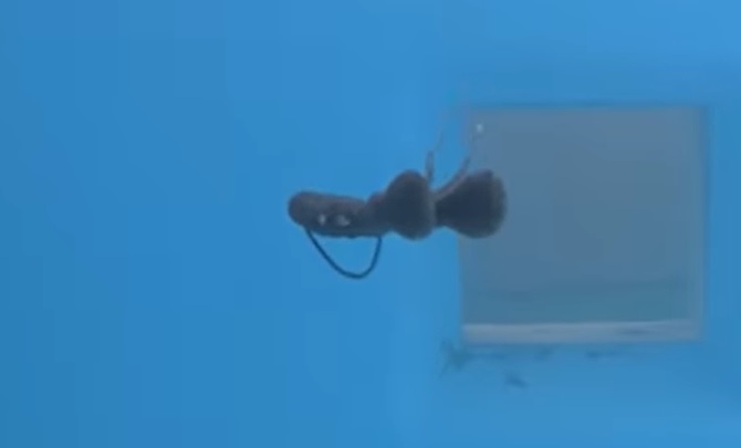 シンカーが、着底すると、OSP ドライブビーバーは、引っ張られなくなり、水平フォールに変化、ゆっくりとノーシンカー状態で、沈んでいく