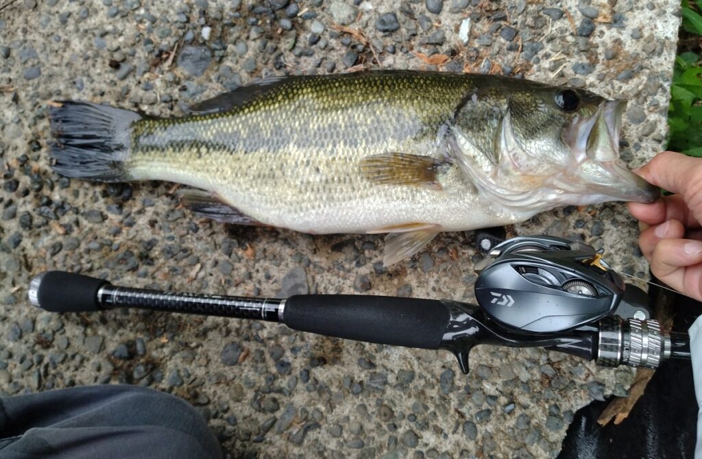 ゲーリーヤマモト ハガー 4.4inchでゲット