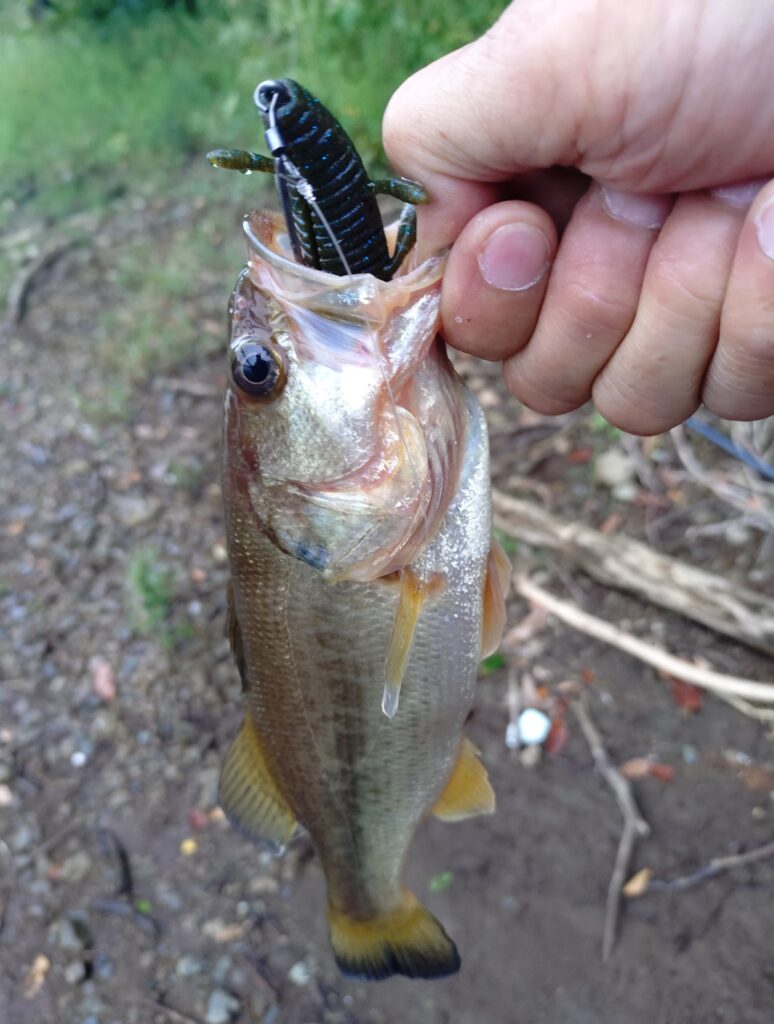沈み蟲 3.2in. 小BASSも食ってきます。